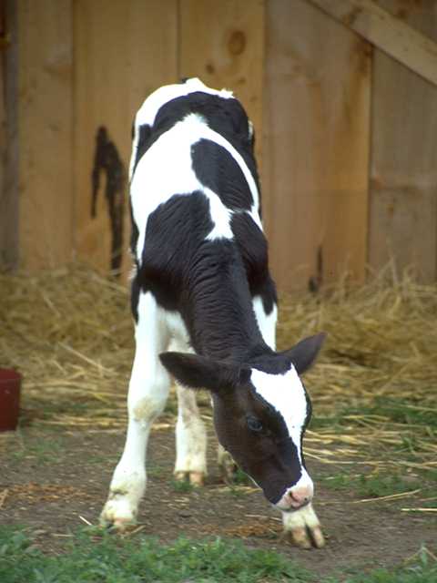 Ternerito en un establo
